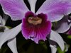 Laelia purpurata var. striata 